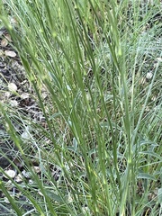 Eremogone longifolia