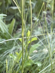 Eremogone longifolia