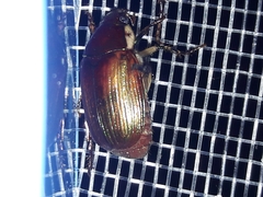 Callistethus marginatus