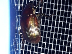 Callistethus marginatus