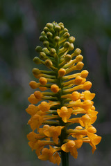 Platanthera integra