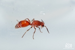 Dasymutilla macilenta