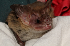 Nyctophilus corbeni