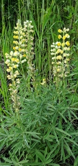 Lupinus sulphureus