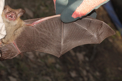 Nyctophilus corbeni