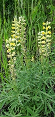 Lupinus sulphureus
