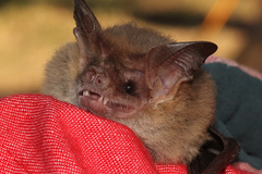 Nyctophilus corbeni