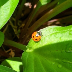 Coccinella septempunctata