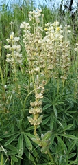 Lupinus sulphureus
