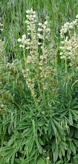 Lupinus sulphureus
