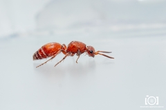 Dasymutilla macilenta