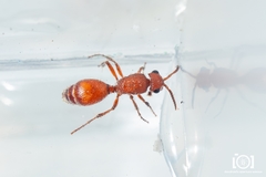 Dasymutilla macilenta