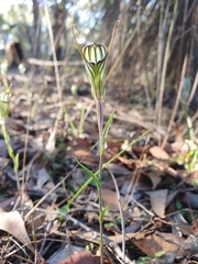 Pterostylis striata