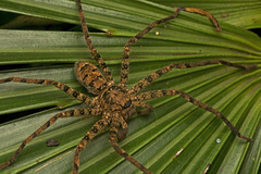 Heteropoda procera