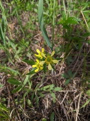 Ranunculus rhomboideus
