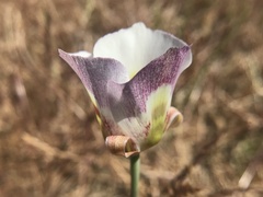 Calochortus argillosus