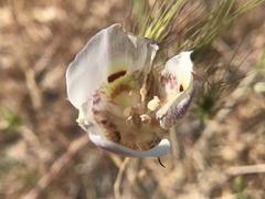 Calochortus argillosus