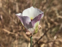 Calochortus argillosus