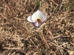 Calochortus argillosus