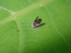 Setomima nitida