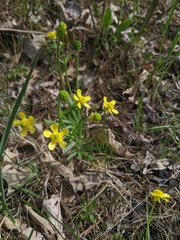 Ranunculus rhomboideus