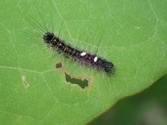 Parasetigena silvestris