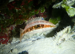 Oxycheilinus arenatus