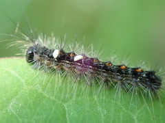 Parasetigena silvestris