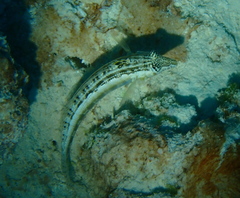Parapercis australis