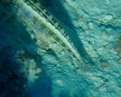 Parapercis australis