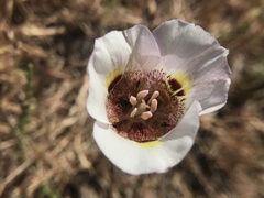 Calochortus argillosus