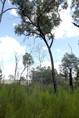 Eucalyptus decorticans