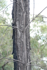 Eucalyptus decorticans