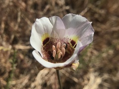 Calochortus argillosus