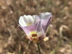 Calochortus argillosus