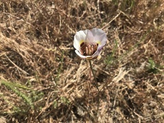 Calochortus argillosus