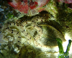 Lamarcka ventricosa