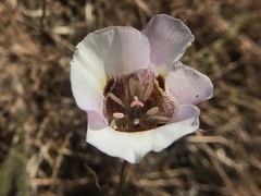 Calochortus argillosus