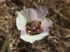 Calochortus argillosus