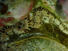 Lamarcka ventricosa