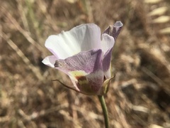 Calochortus argillosus