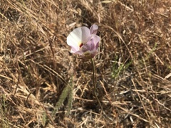 Calochortus argillosus