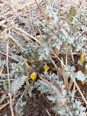 Pedicularis semibarbata