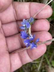 Polygala alpestris