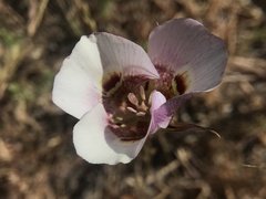 Calochortus argillosus