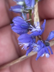 Polygala alpestris