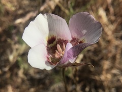 Calochortus argillosus