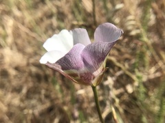 Calochortus argillosus