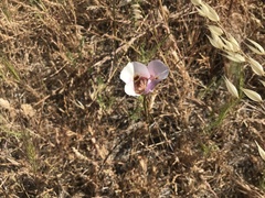 Calochortus argillosus