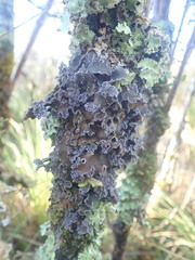 Pseudocyphellaria halei
